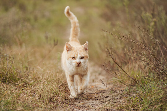 Toned photo of red cat. Beautiful portrait of a cat going along the path