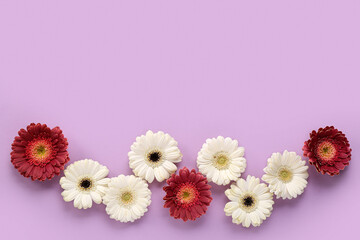 Beautiful gerbera flowers on lilac background