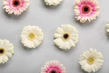 Foto auf Acrylglas Beautiful gerbera flowers on grey background © Pixel-Shot