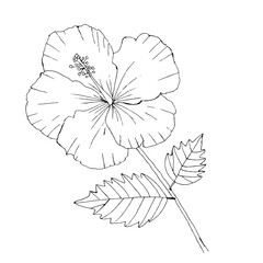 Hibiscus flower, hand drawn. On a white background. Vector illustration.