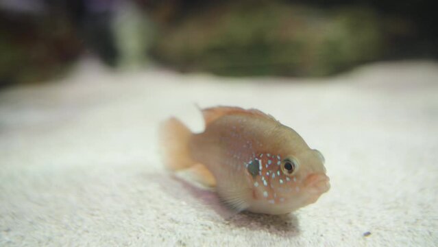 A small fish Hemichromis guttatus rests on a sandy bottom. Close-up.