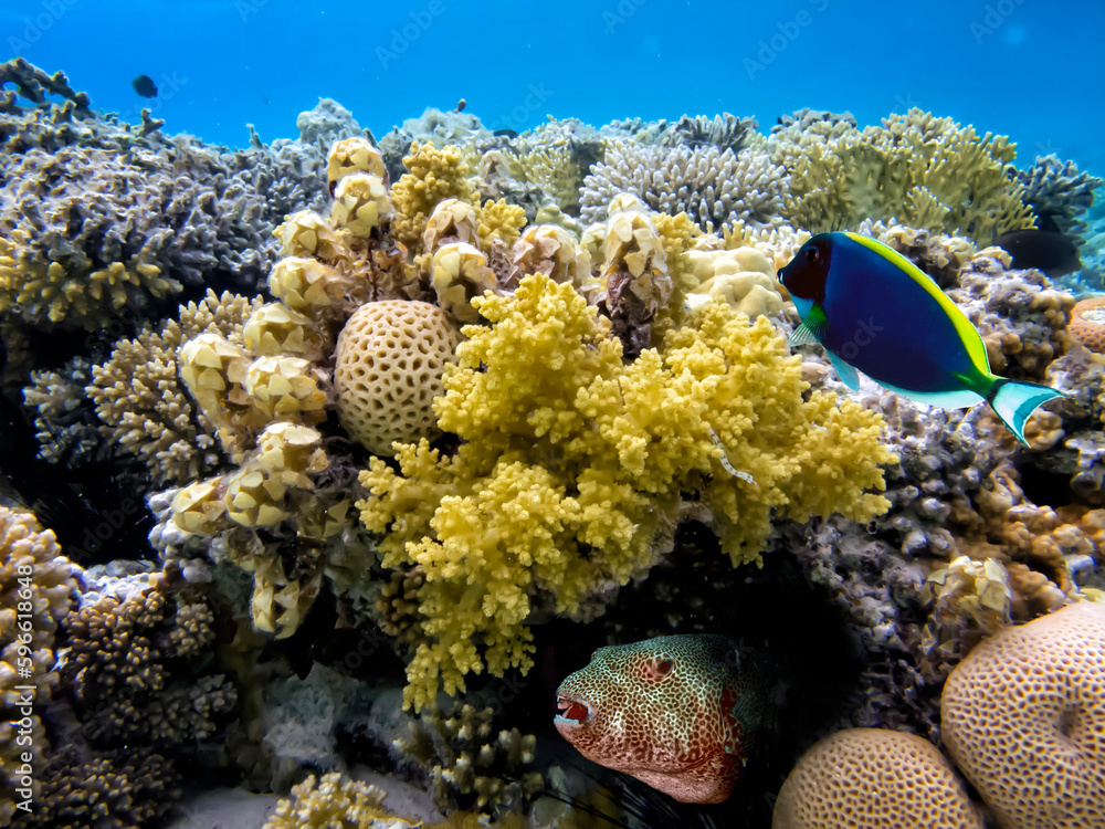 Wall mural Wonderful and beautiful underwater world with corals and tropical fish. - Wall murals