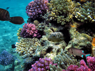 Wonderful and beautiful underwater world with corals and tropical fish.