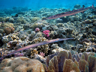 Wonderful and beautiful underwater world with corals and tropical fish.
