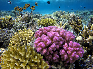 Obraz premium Wonderful and beautiful underwater world with corals and tropical fish.