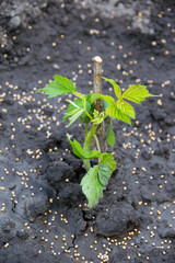 Young raspberry sprout in spring. Raspberry seedlings planted in chernozem