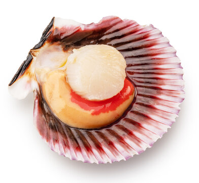 Fresh live opened scallop with scallop roe or coral close up. File contains clipping path..