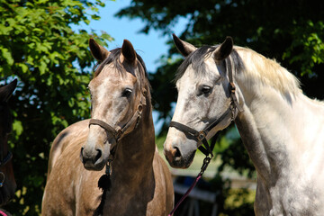 Obraz premium Pferdefreunde