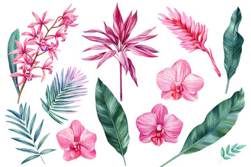 Tropical pink flowers, leaves and plants on a white background. Botanical set of watercolor illustrations hand painted
