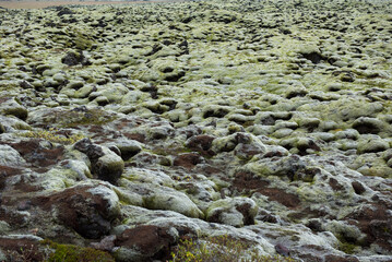 Moss covered lava field, Eldhraun, Iceland