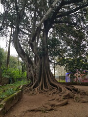large centenary tree with branches and huge trunk