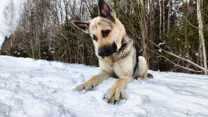 Dog German Shepherd in a winter day and white snow arround. Waiting eastern European dog veo in cold weather
