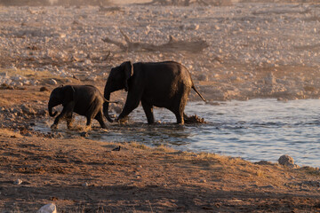 Telephoto shot of a herd of African Elephant -Loxodonta Africana- taking a bath in a waterhole in Etosha national Park.
