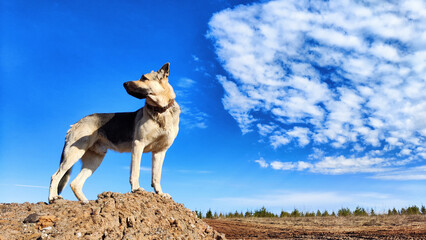Dog German Shepherd on big stone in a field with dry yellow grass, blue sky with white clouds on...