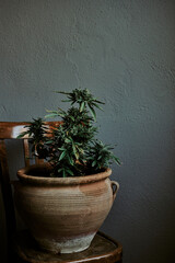 Potted marijuana plant on a wooden chair with gray background.