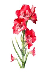 Watercolor illustration of a red gladiolus flower isolated on white background. Generative AI.