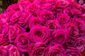 Naklejka premium close-up roses texture natural background in pink tones
