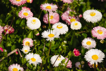 Obraz premium Spring background, many forest wildflowers on a sunny meadow