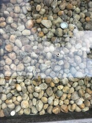 Colored pebbles under water at the coast of Mediterranean sea. Close-up