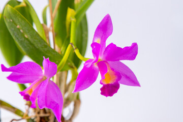 Orchid Cattleya home flower. Large pink purple buds. Flowering of a rare variety of orchids labiata. White background. Flowers pot garden cattleya orchidaceae family. - obrazy, fototapety, plakaty