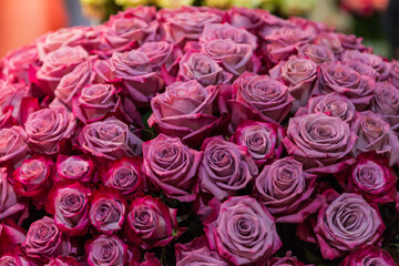 close-up roses texture natural background in pink tones