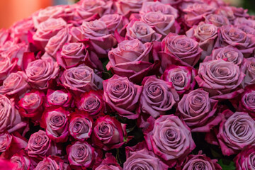 close-up roses texture natural background in pink tones