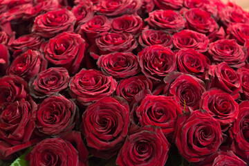 close-up roses texture natural background in red tones