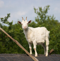Obraz premium white young goat on the background of nature.