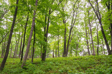 Burial Mounds at Effigy Mounds National Monument