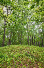 Fototapeta premium Burial Mounds at Effigy Mounds National Monument