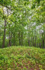 Burial Mounds at Effigy Mounds National Monument