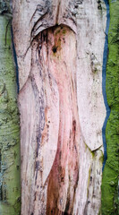Tree bark natural pattern in the form of a yoni. - 596627423