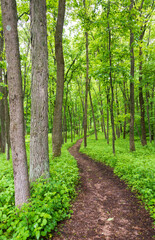 Trail Through the Woods at Effigy Mounds National Monument in Iowa