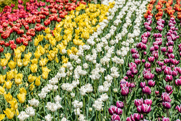 Blooming tulips in flower bed at the city park