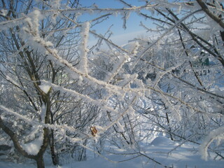 snow covered trees in winter