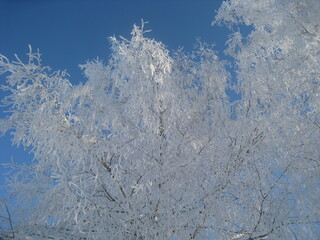 snow covered trees