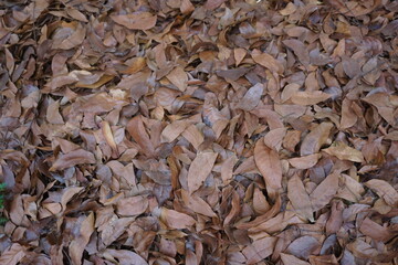 Dry leaves
