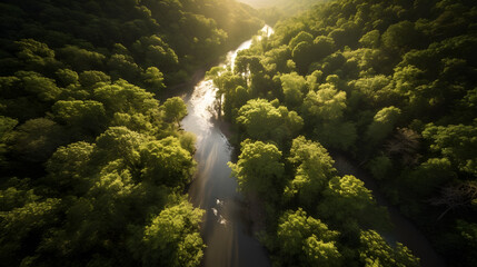 Fototapeta na wymiar Bird's eye drone shot of lush green forest 