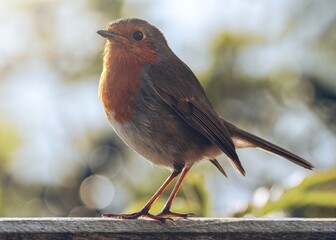A Robin back lit by spring sunrise