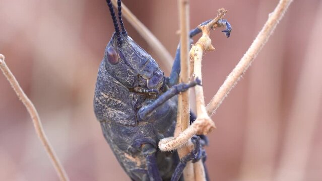 Macro Shot of Black Cone-headed Grasshopper, (Poekilocerus Bufonius ), Poisonous From Eating Milkweed, Found in the Middle East and Africa Desert