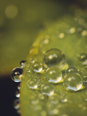 Tiny droplets of dew on the leaf of a seedling