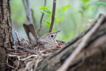 Gray Thrush on the nest, hatching offspring.