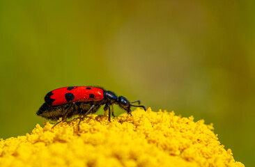 Red beautiful beetle on a yellow flower. The common red soldier beetle Rhagonycha fulva, also misleadingly known as the bloodsucker beetle, is a species of soldier beetle Cantharidae.