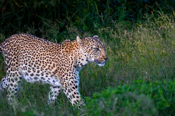 Young leopardess walking into the long grass while marking her territory. 