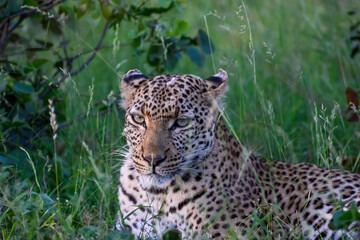Leopardess with her ears pinned back as she listens to the familiar sounds of the bush.