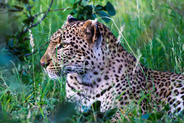 Fototapeta na wymiar Portrait of a young leopardess sitting motionless in the long grass