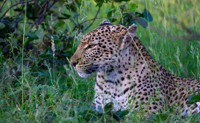 Leopardess sitting in the long grass observing her surroundings.