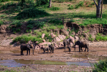 African elephant herd in the distance drinking from a dry riverbed.