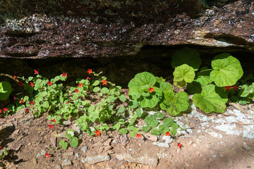 The Red River Gorge Geological Area in Kentucky