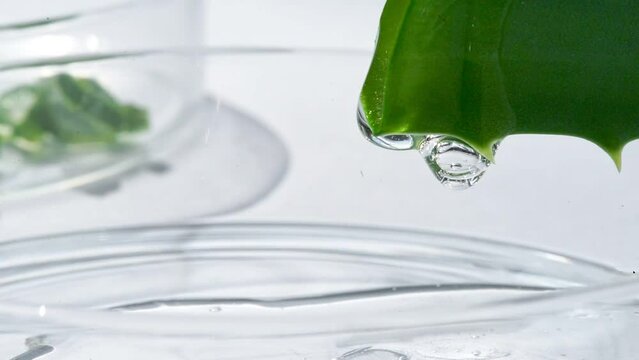 Aloe vera juice close-up dripping from a cut leaf. Obtaining an extract from a medicinal plant aloe in the laboratory.
